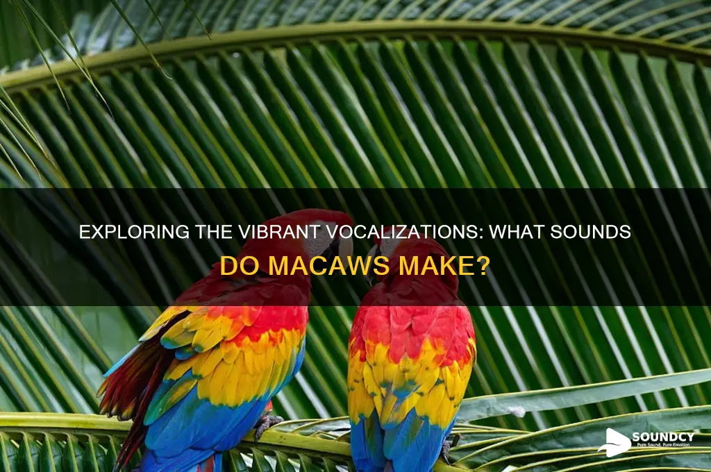 what sound do macaws make