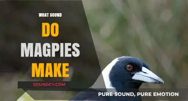 Unveiling the Unique Calls: What Sound Do Magpies Make?