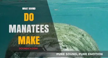 Unveiling the Gentle Sounds of Manatees: What Noises Do They Make?