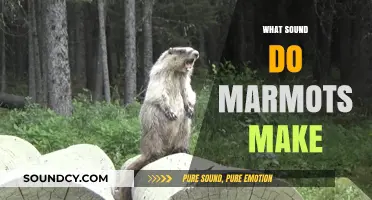 Unveiling the Unique Sounds: What Noise Do Marmots Make?
