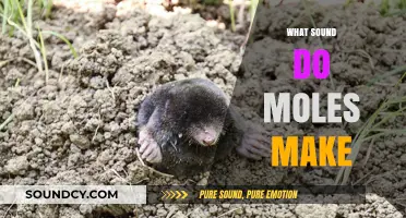 Unveiling the Mystery: What Sounds Do Moles Make Underground?