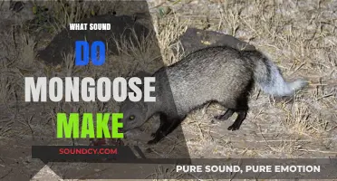 Unveiling the Unique Vocalizations: What Sound Do Mongooses Make?