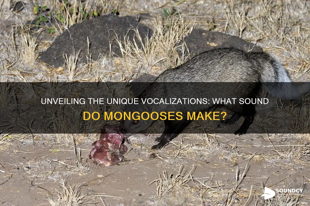 what sound do mongoose make