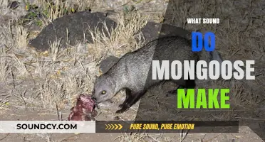 Unveiling the Unique Vocalizations: What Sound Do Mongooses Make?