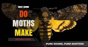 Unveiling the Silent World: Do Moths Make Any Sounds?