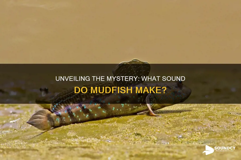 what sound do mudfish make