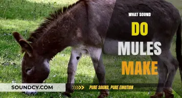 Unveiling the Unique Vocalizations: What Sound Do Mules Actually Make?