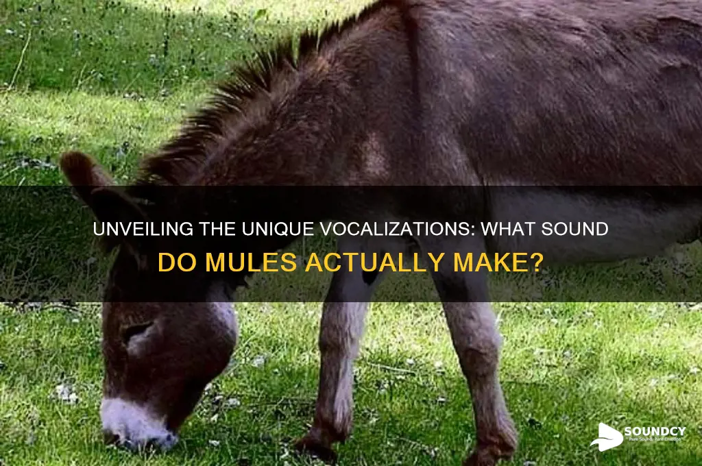 what sound do mules make