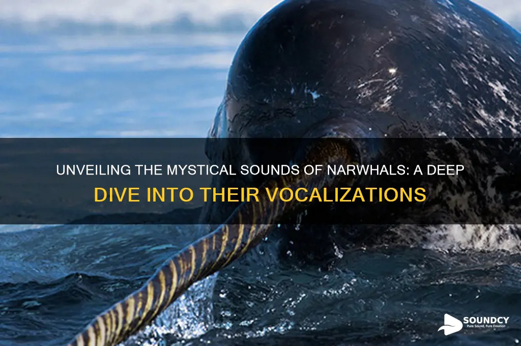 what sound do narwhals make