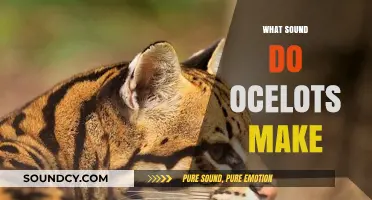 Unveiling the Unique Sounds of Ocelots: A Comprehensive Guide