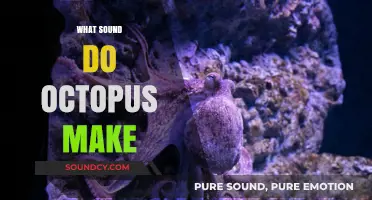 Unveiling the Mysterious Sounds of Octopuses: What Do They Communicate?