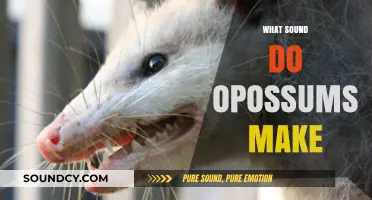 Unveiling the Mysterious Sounds of Opossums: What Do They Really Make?