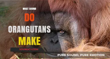 Unveiling the Unique Vocalizations: What Sounds Do Orangutans Make?