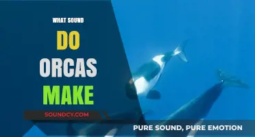 Unveiling the Unique Vocalizations: What Sounds Do Orcas Make?
