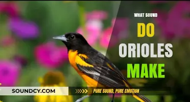 Discover the Unique and Enchanting Songs of Orioles in Nature