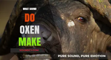 Unveiling the Unique Vocalizations: What Sound Do Oxen Make?