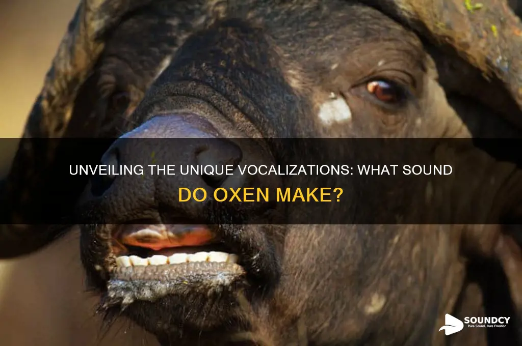 what sound do oxen make