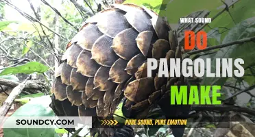 Unveiling the Mystery: What Sounds Do Pangolins Make?