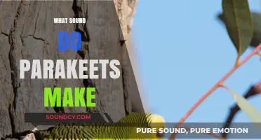 Discover the Charming Chirps and Noises Parakeets Make Daily