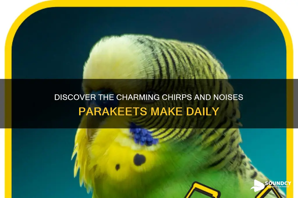 what sound do parakeets make