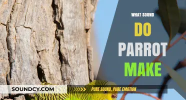 Exploring the Unique Sounds and Vocalizations of Parrots in Detail
