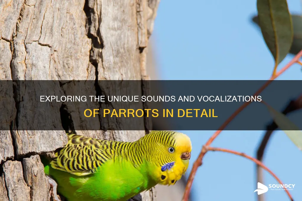 what sound do parrot make
