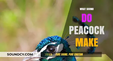Unveiling the Unique Call: What Sound Do Peacocks Make?