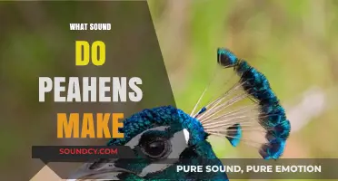 Unveiling the Unique Vocalizations: What Sound Do Peahens Make?