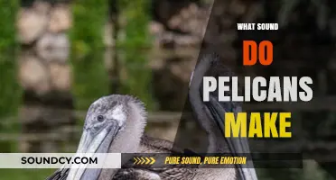 Unveiling the Unique Vocalizations: What Sound Do Pelicans Make?