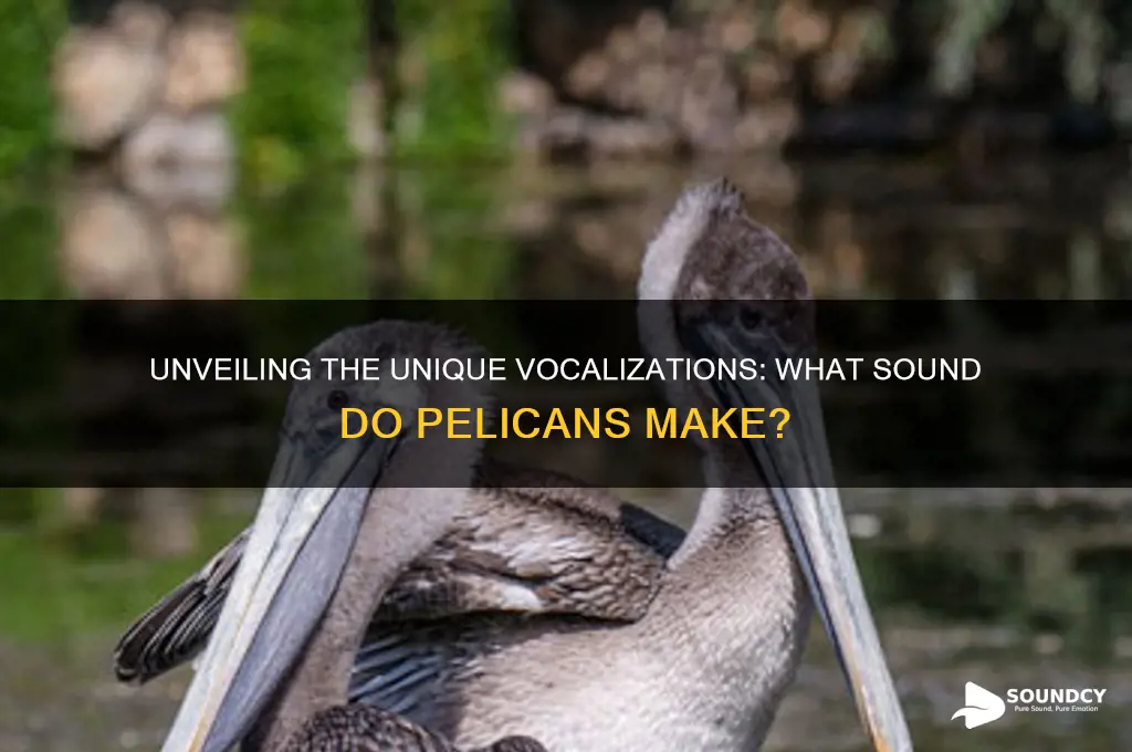 what sound do pelicans make