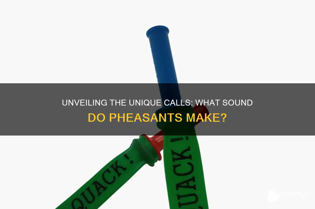 what sound do pheasants make