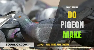 Understanding the Unique Coos and Calls of Pigeons: A Sound Guide