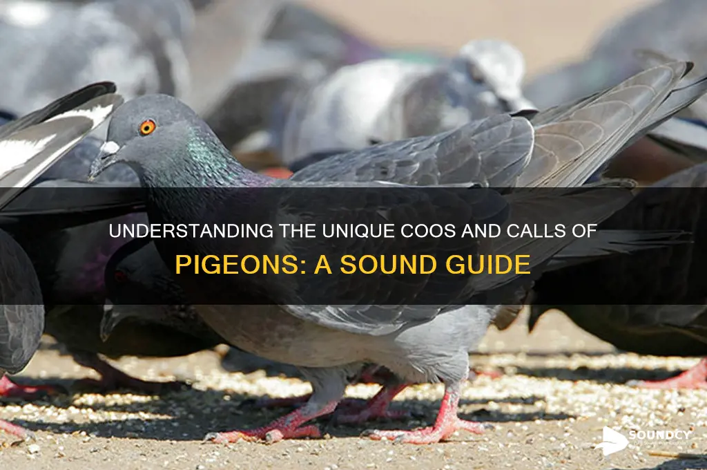 what sound do pigeon make