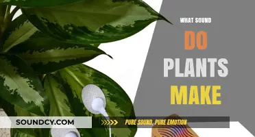 Unveiling the Silent Symphony: Exploring the Sounds of Plants