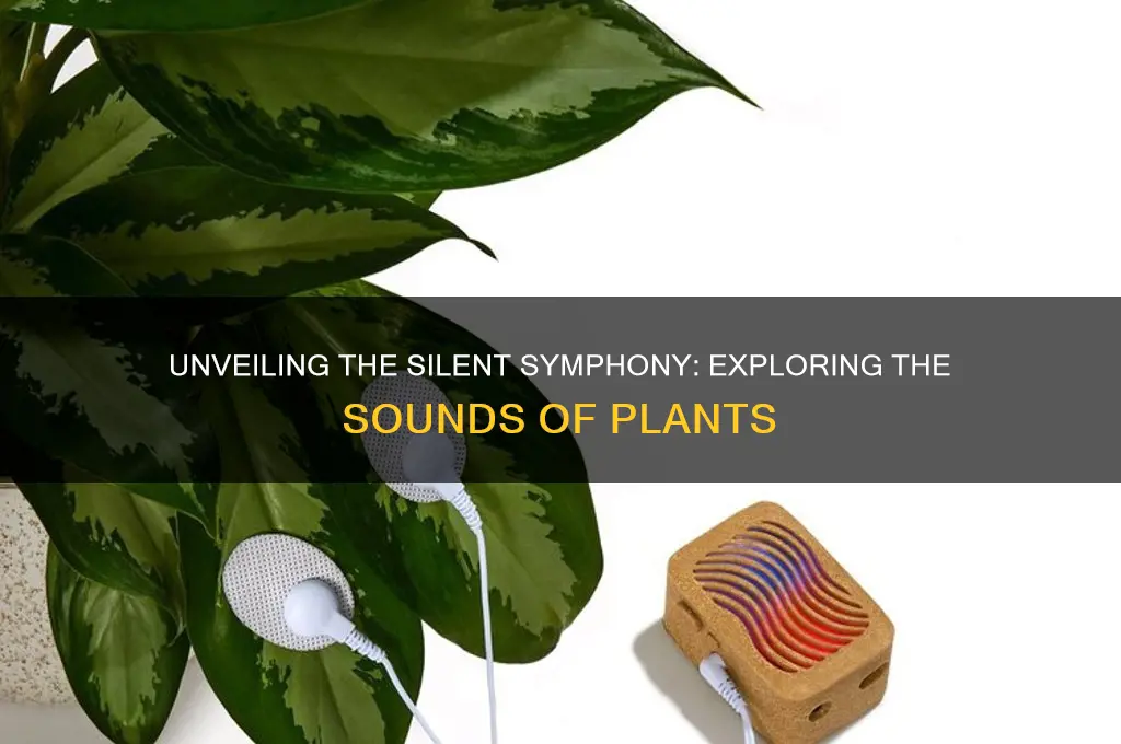 what sound do plants make