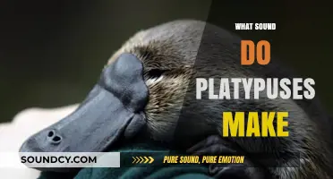 Unveiling the Unique Vocalizations: What Sound Do Platypuses Make?