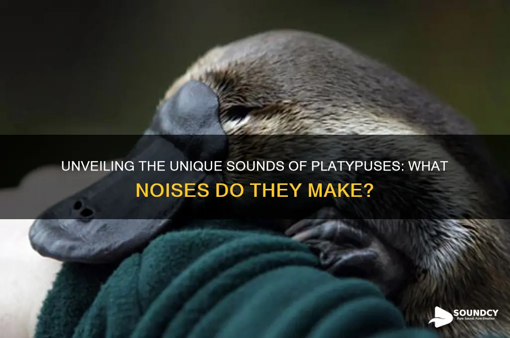 what sound do platypusses amke