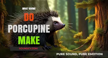 Unveiling the Surprising Sounds of Porcupines: What Do They Really Say?