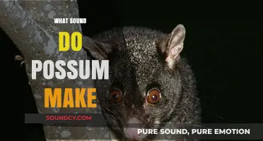 Unveiling the Mysterious Sounds of Possums: What Noises Do They Make?