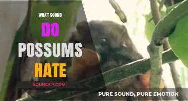 Effective Sounds to Deter Possums: What Frequencies Keep Them Away?