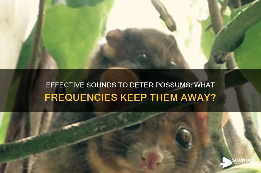 what sound do possums hate