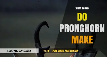 Unveiling the Unique Vocalizations: What Sound Do Pronghorn Make?