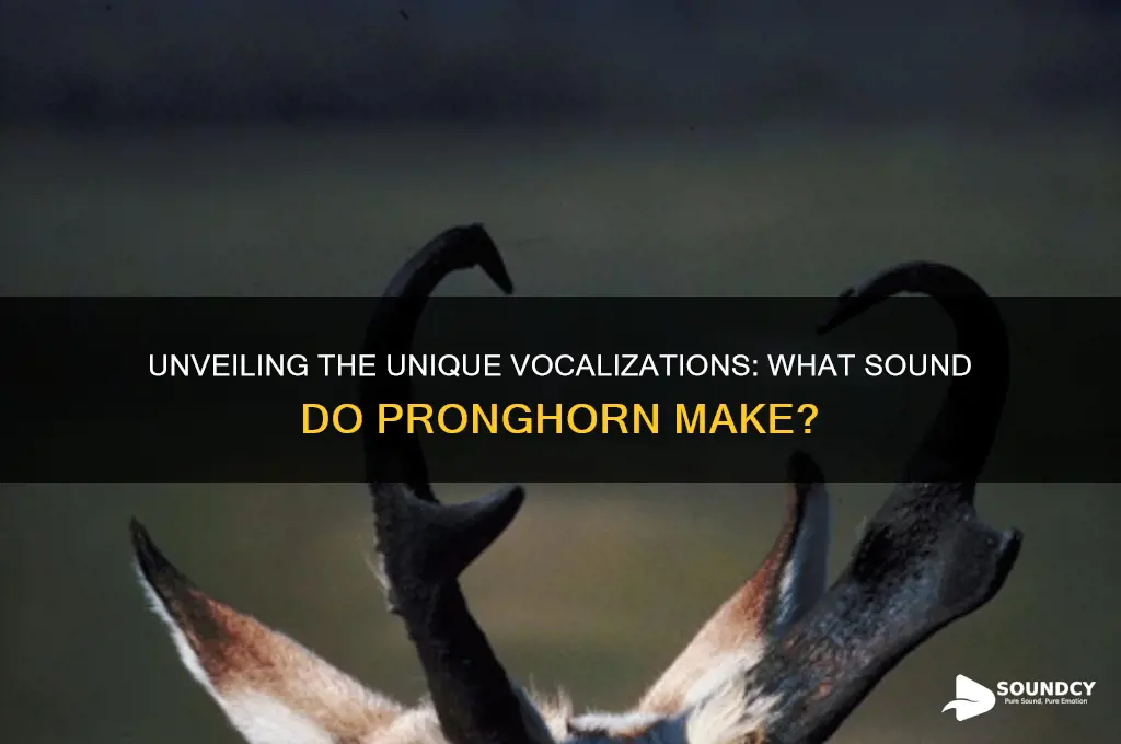 what sound do pronghorn make
