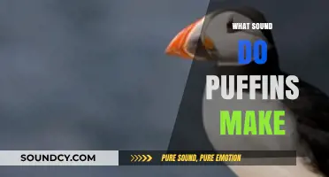 Discover the Unique Sounds of Atlantic Puffins: A Vocal Exploration