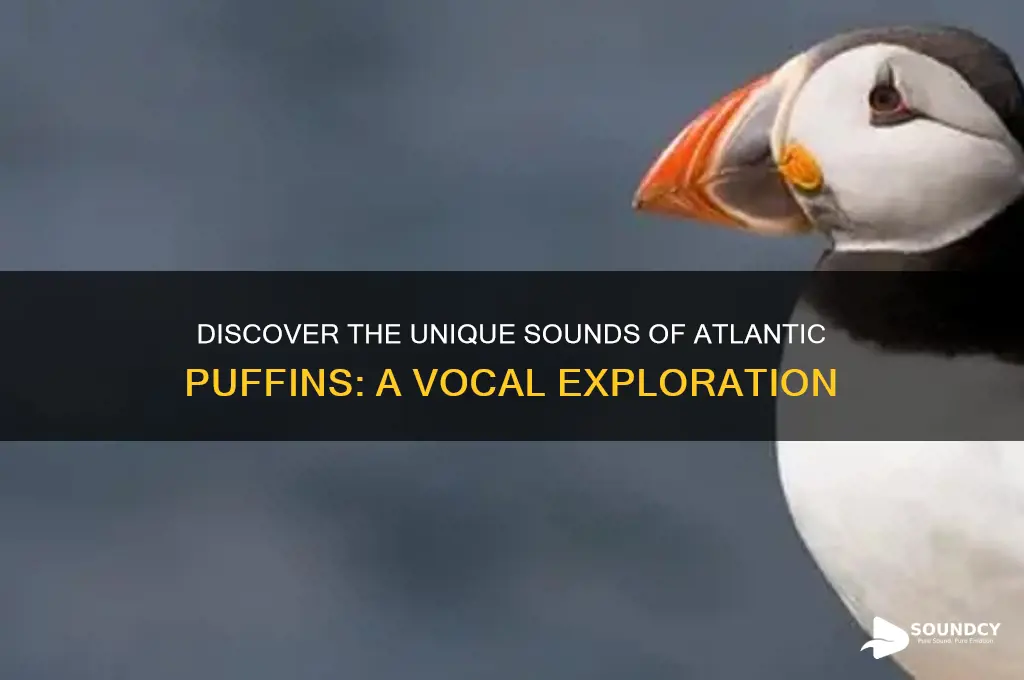what sound do puffins make