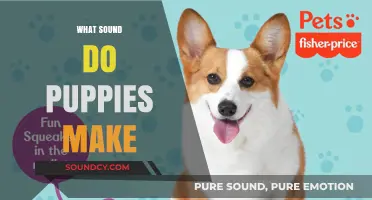 Understanding the Adorable Sounds Puppies Make and What They Mean