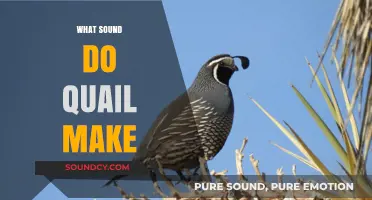 Discovering the Unique Calls and Sounds of Quail in Nature