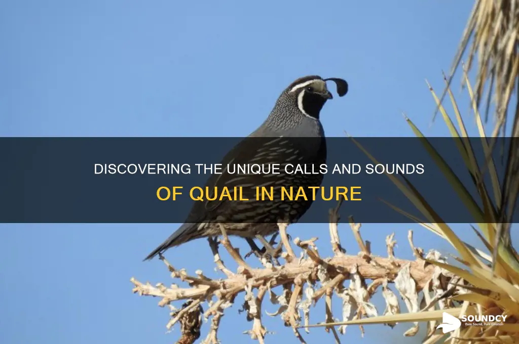 what sound do quail make