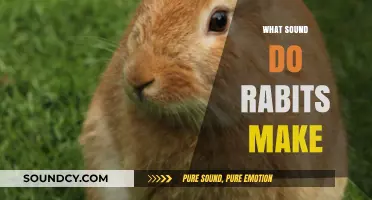 Unveiling the Quiet World: What Sounds Do Rabbits Make?