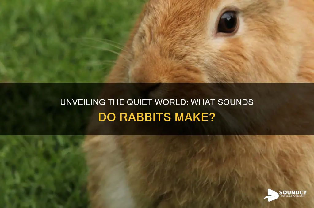 what sound do rabits make